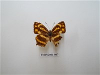 藏品(散紋盛蛺蝶)的圖片